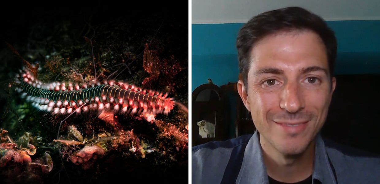 Vermocane, l'ecologo marino Andrea Bonifazi: "Dovremo imparare a conviverci"