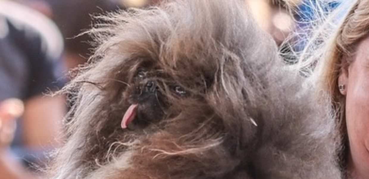 Wild Thung, ecco il cane più brutto del mondo