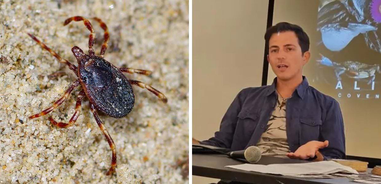 Zecche giganti, il commento del naturalista Andrea Bonifazi