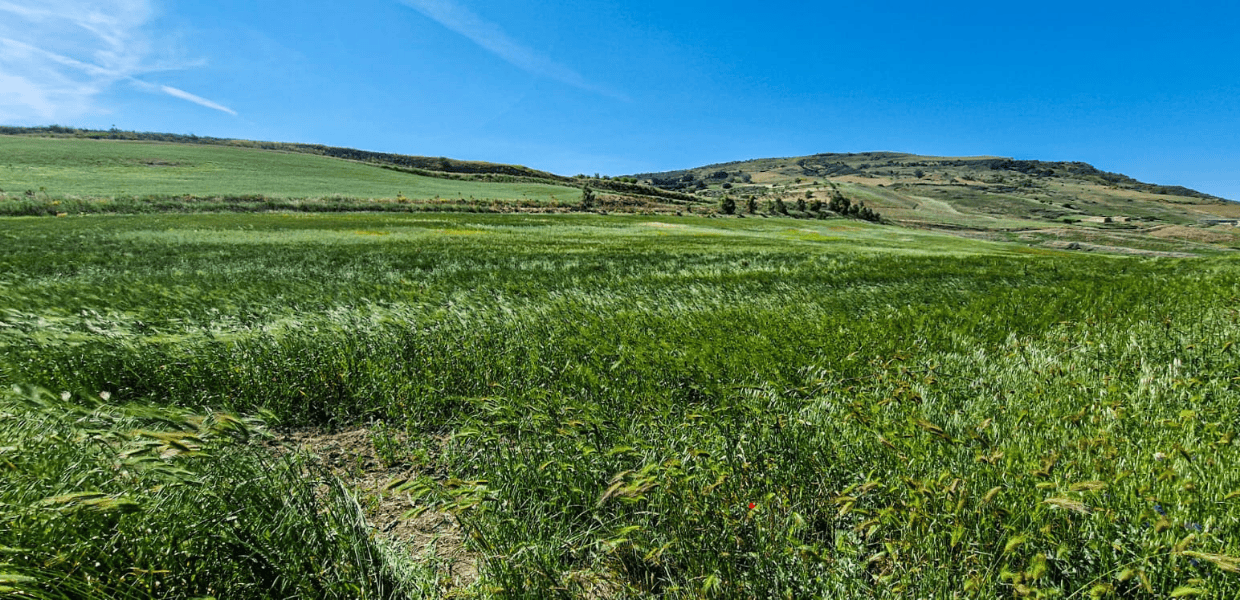 Parte tra le province di Trapani, Palermo e Caltanissetta il progetto Sicilia Agroecologica Rigenerativa Biologica, per un'agricoltura etica e sostenibile.