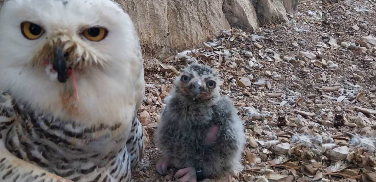 Perugia, fiocco azzurro a ‘Città della Domenica’, è nato un gufo della nevi