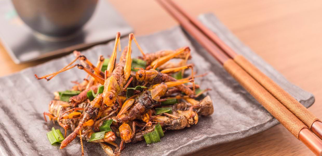 Singapore, via libera agli insetti per il consumo alimentare