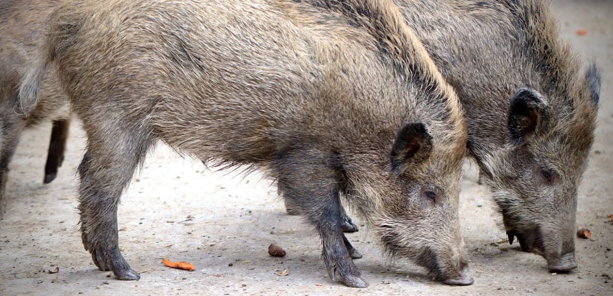 Umbria, gestione cinghiali, per Confagricoltura permangono criticità