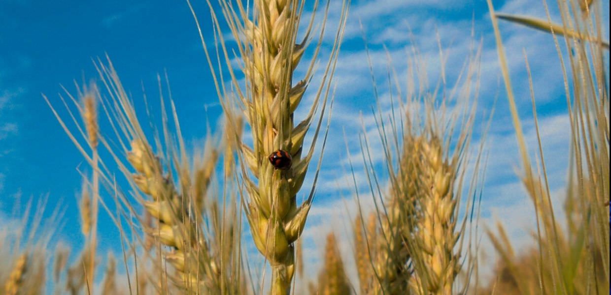 Umbria, nel 2024 migliora notevolmente la produzione del grano