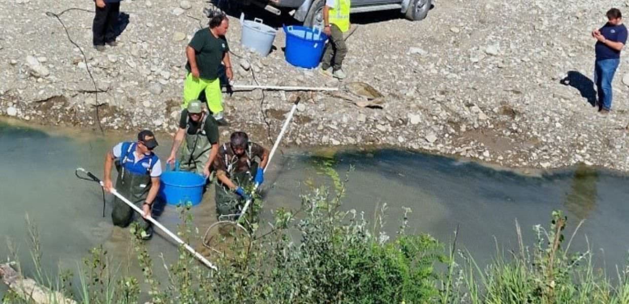 Umbria, salvati quintali di pesci nel fiume Paglia e nel Velino