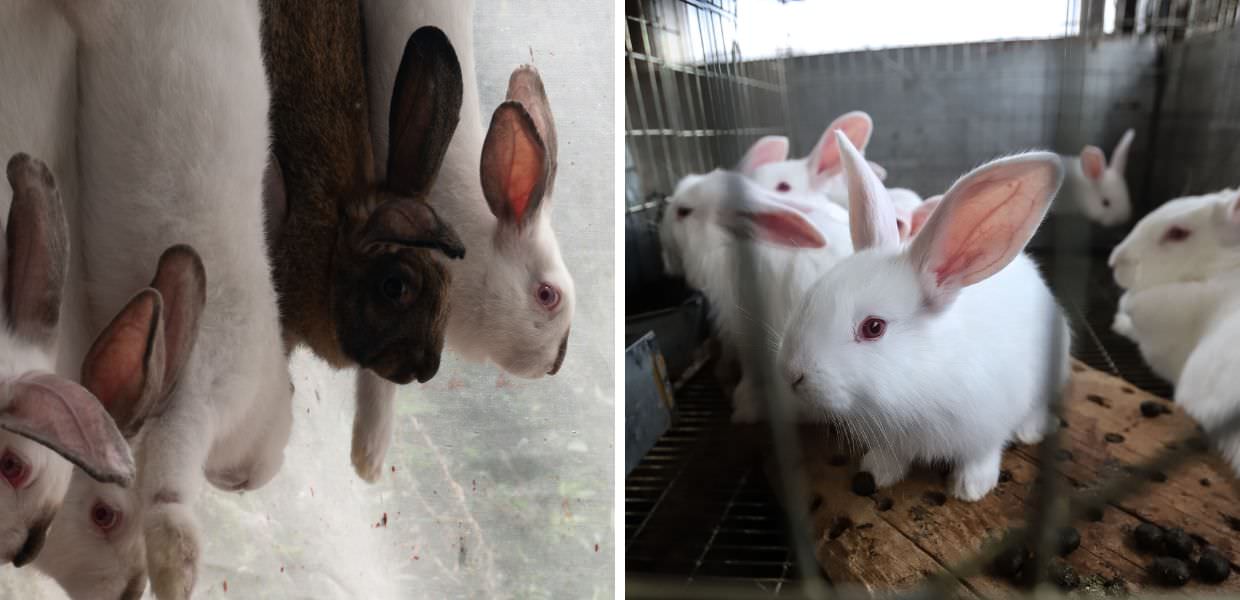 Allevamenti intensivi, ecco come vivono i conigli: il video