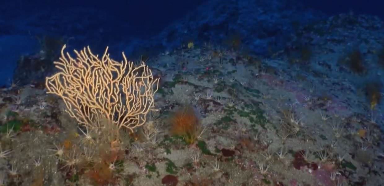 Ecco la biodiversità su un vulcano sottomarino nel Mediterraneo. Il video