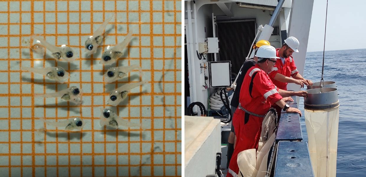 CNR, al via la Campagna "Tunsic-Bansic 2024"