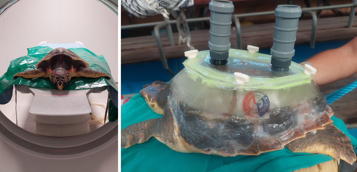 Ecco il carapace 3D per una tartaruga ferita | Video