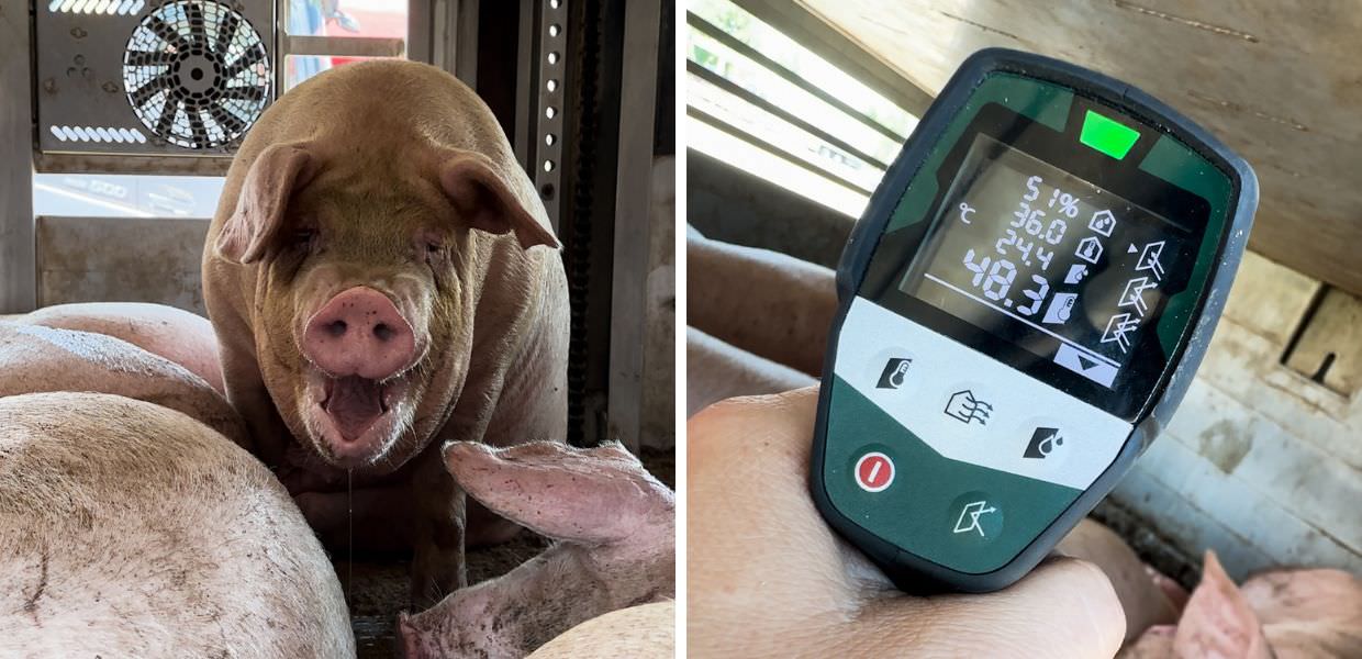 Oltre 45°C e senz'acqua: così viaggiano i maiali destinati al macello | Video