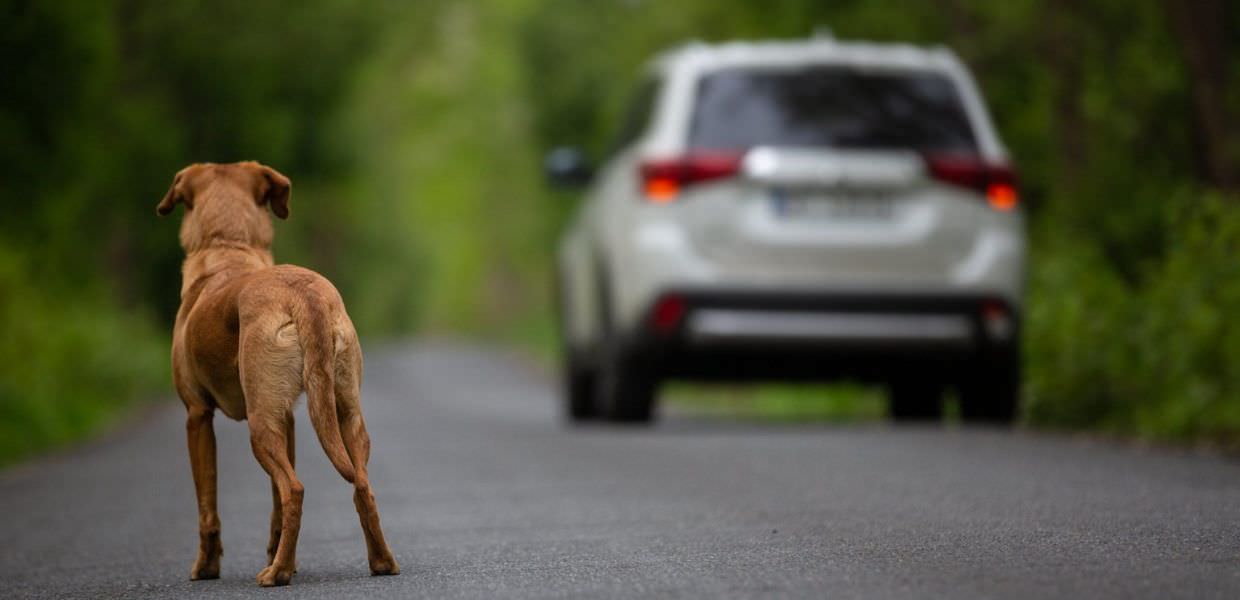 Ecco lo spot della polizia contro l'abbandono degli animali | Video