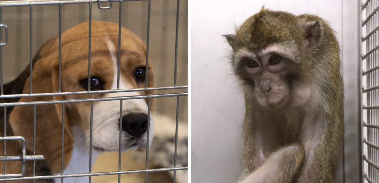 Vivisezione in Italia, uccisi due milioni di animali in tre anni