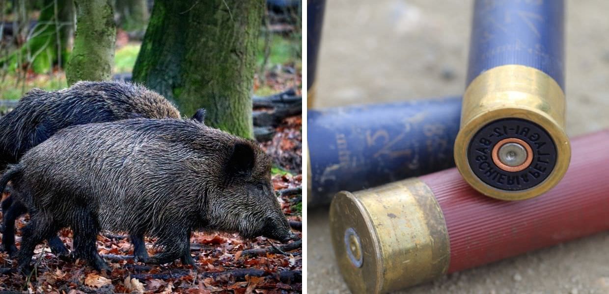 Ok all'abbattimento dei cinghiali nel Lazio