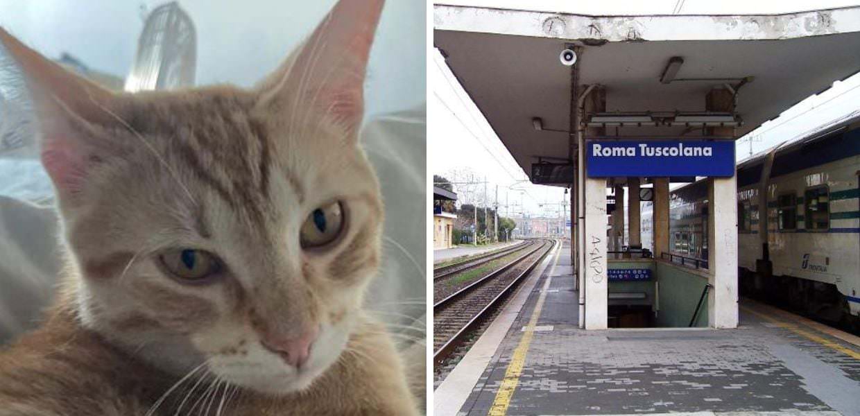 Orrore a Roma: gatto legato ai binari muore travolto da treno