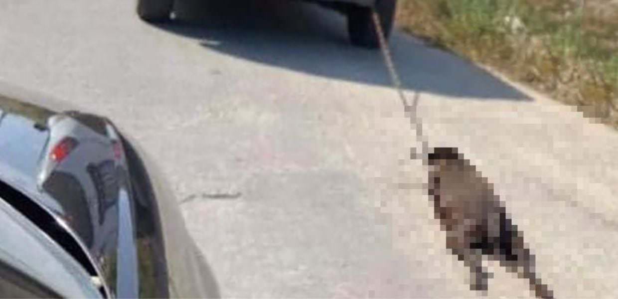 Viterbo, uccise cane trascinandolo con l'auto: condannato a otto mesi di carcere