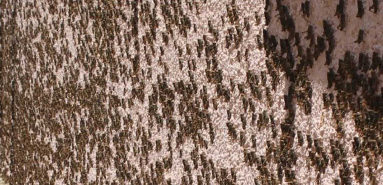 Marche, ristorante invaso da un milione di cavallette