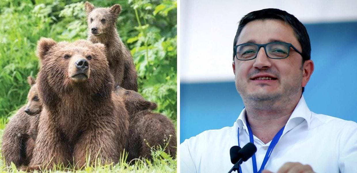 Trentino, l'orsa KJ1 è stata uccisa. Animalisti contro Fugatti: "Vergogna"