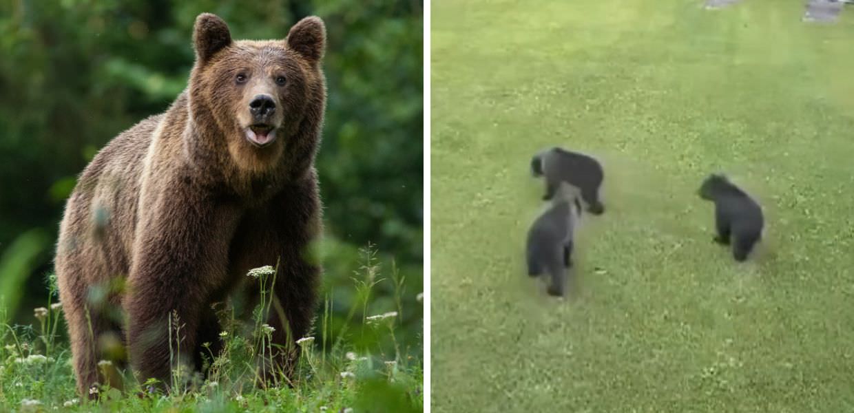 Orsa KJ1, che fine faranno i suoi cuccioli?