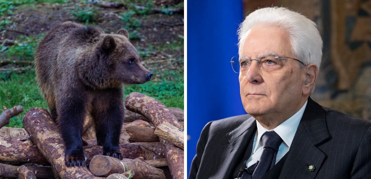 Orsa KJ1, LAV: "Fugatti fuori controllo. Intervenga Mattarella"