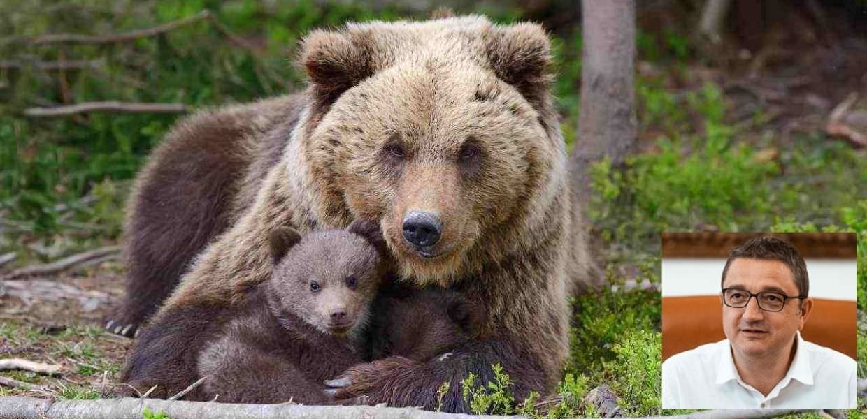 Trentino, il TAR salva ancora l'orsa KJ1: "No all'abbattimento"
