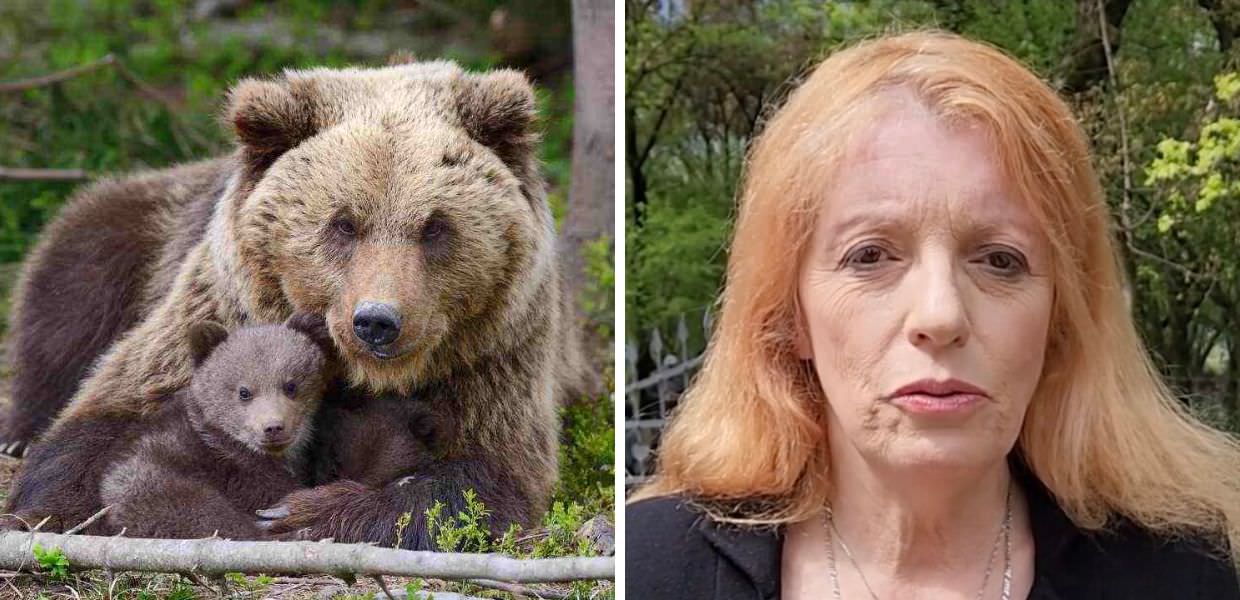 Caccia all'orsa KJ1, Brambilla: "Combatteremo Fugatti in ogni sede legale"