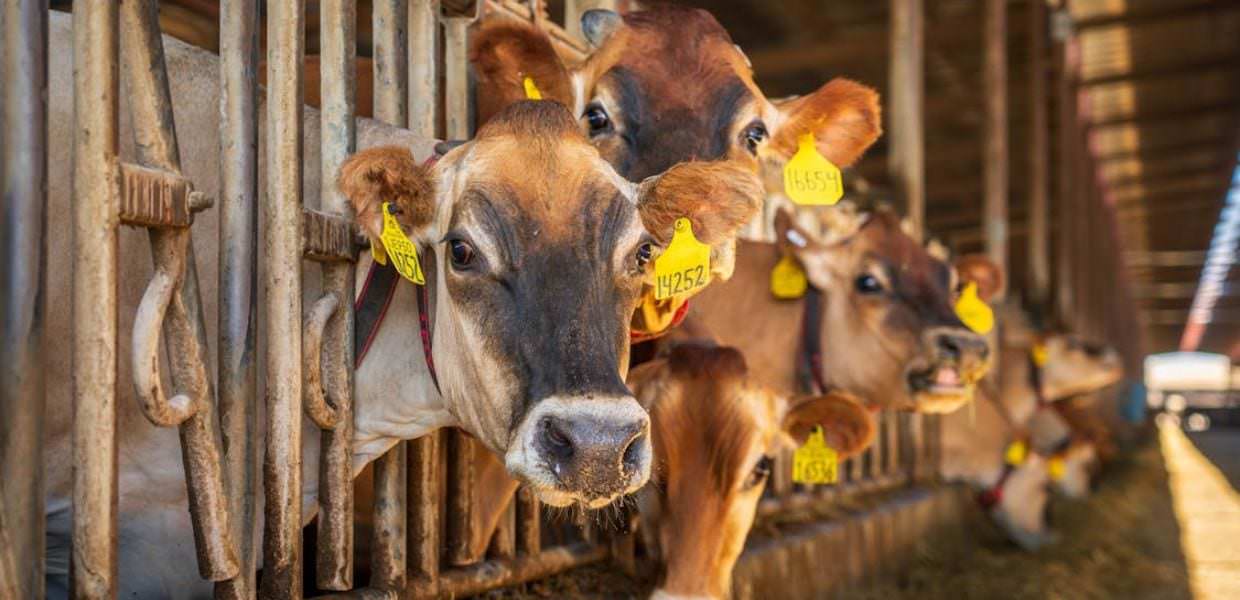 pfas carne più limiti mangimi acqua suolo