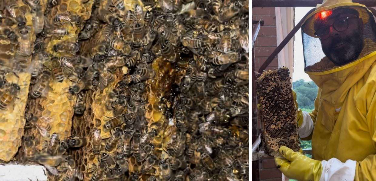 Roma, scoperto nido con oltre 100mila api. Il video