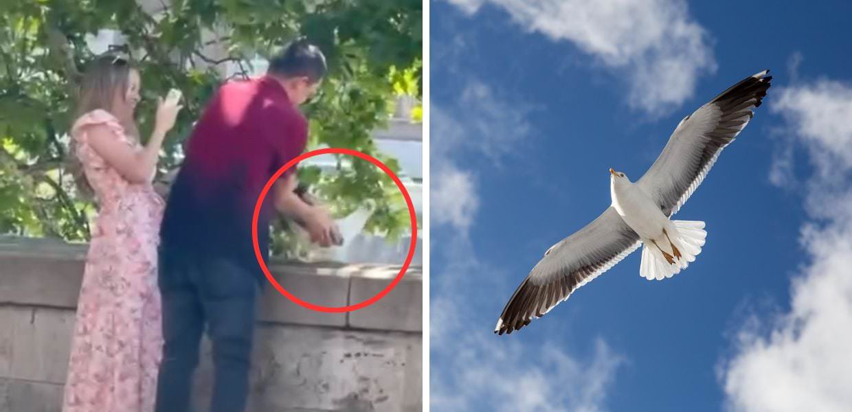 Roma, turisti catturano gabbiano per farsi un selfie. Il video
