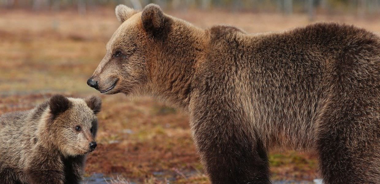 Romania, ok all'abbattimento di 500 orsi entro il 2024