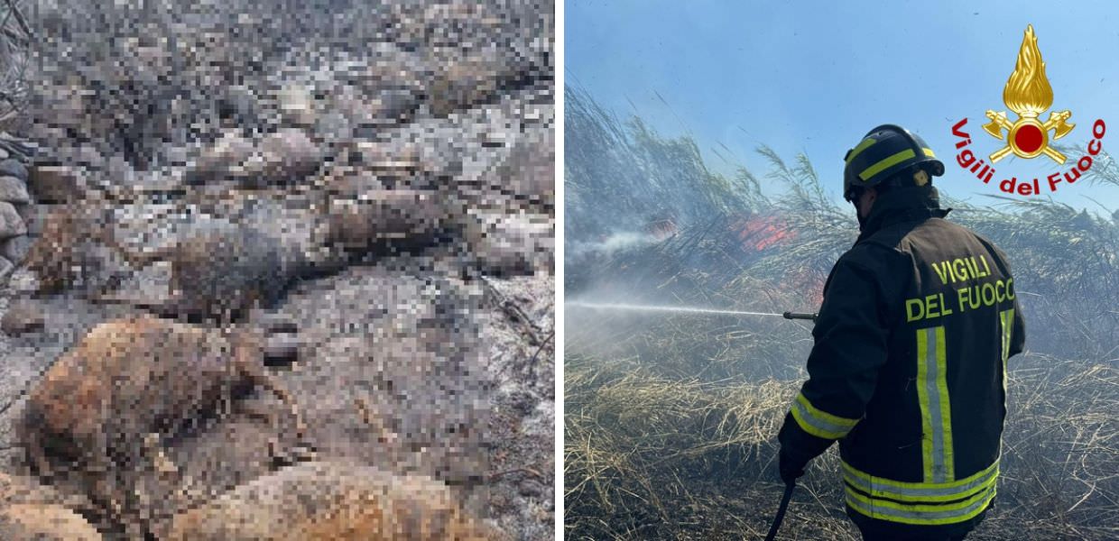 Incendi in Sardegna, strage di pecore e ulivi secolari | Video