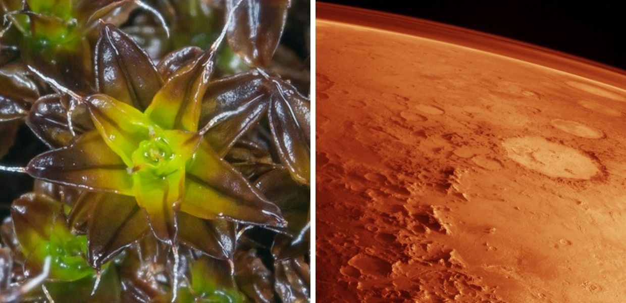 Ecco la pianta che potrebbe crescere su Marte