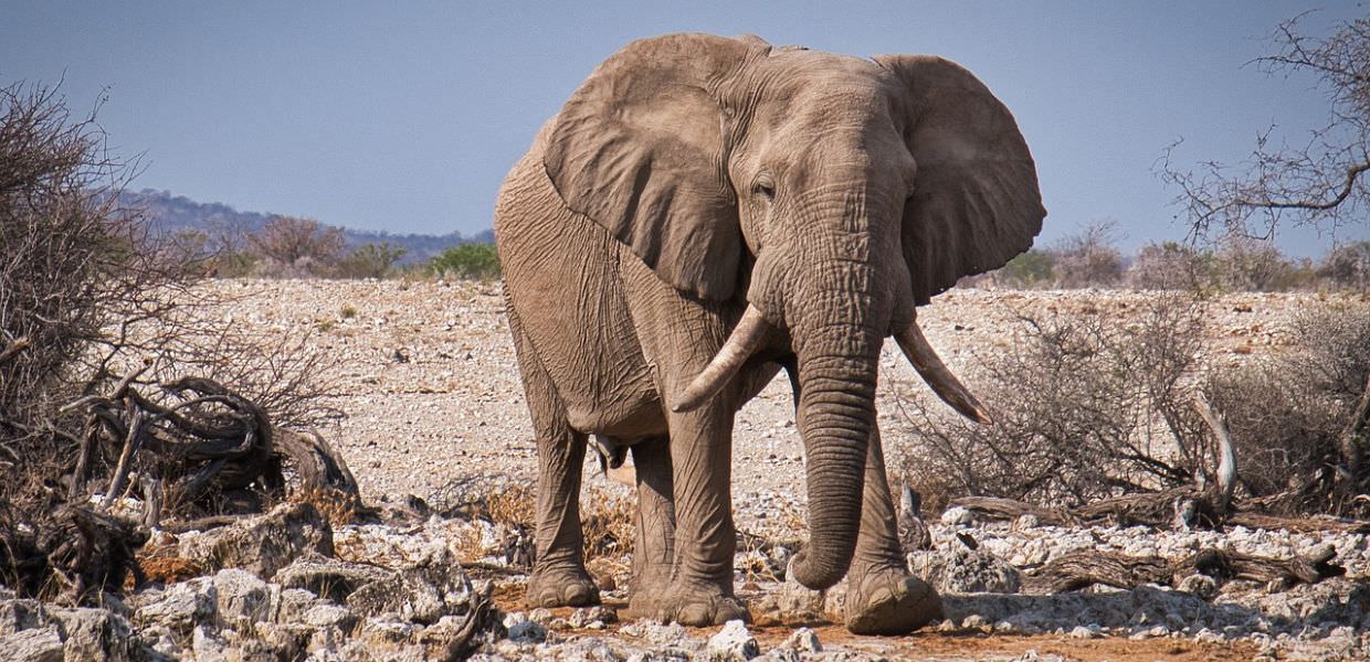 Tragedia in Sudafrica, uomo muore travolto da elefante