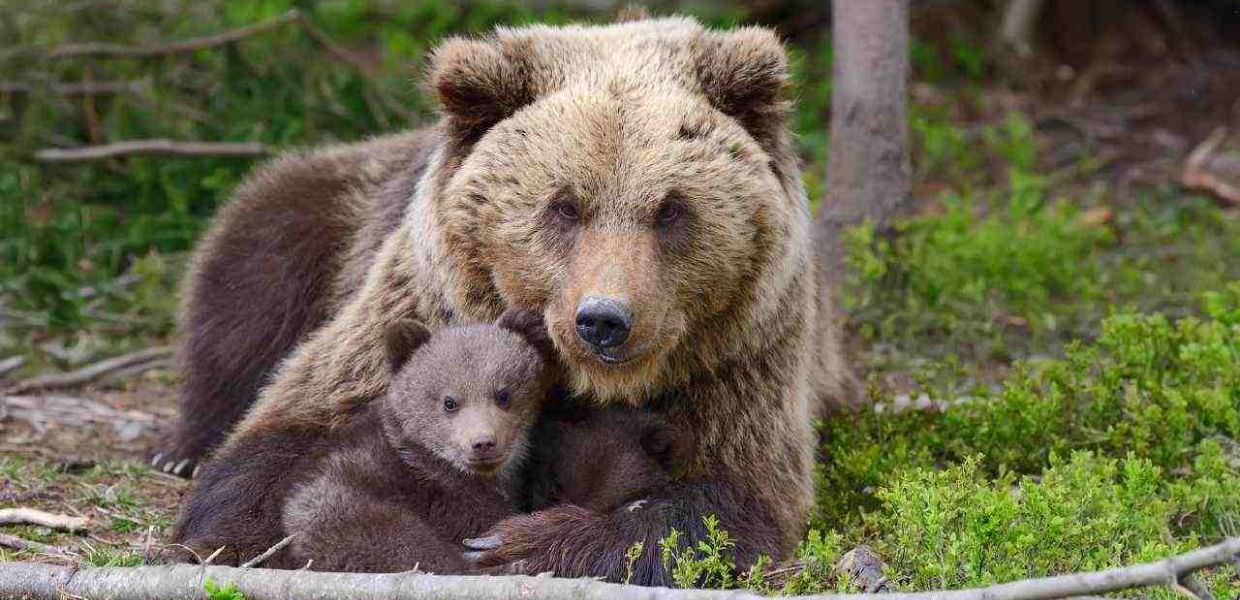 Trentino, mamma orsa trovata morta con un cucciolo