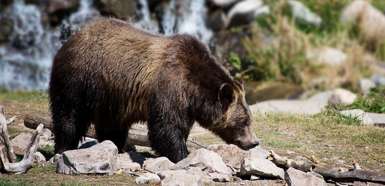 Trentino, ancora un uomo aggredito da un orso