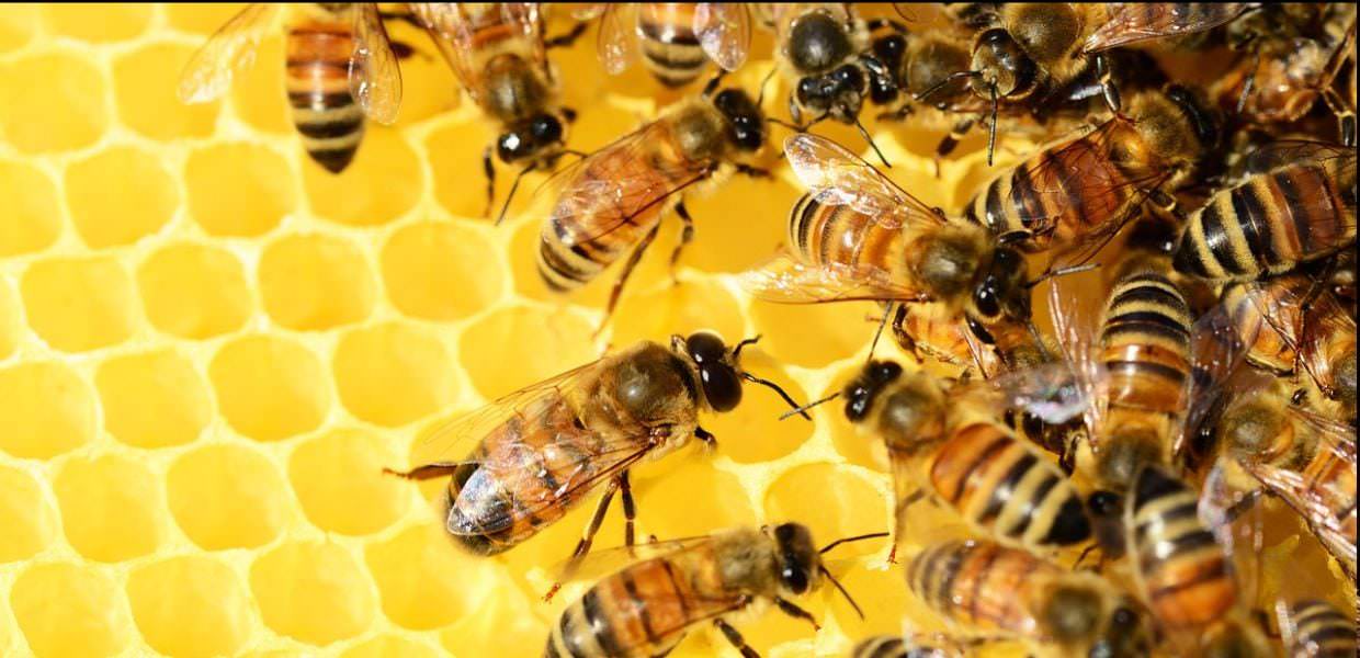 Umbria, oltre 480 mila euro per sostenere l’apicoltura