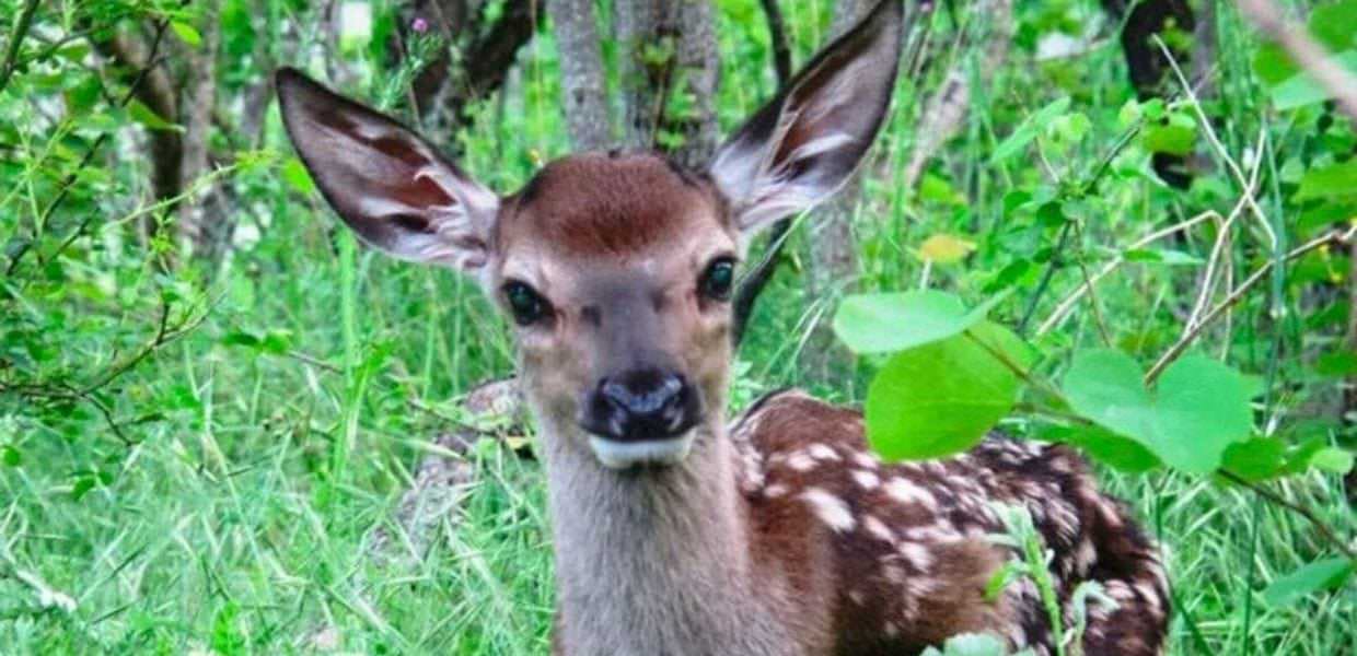 abruzzo cervi caccia