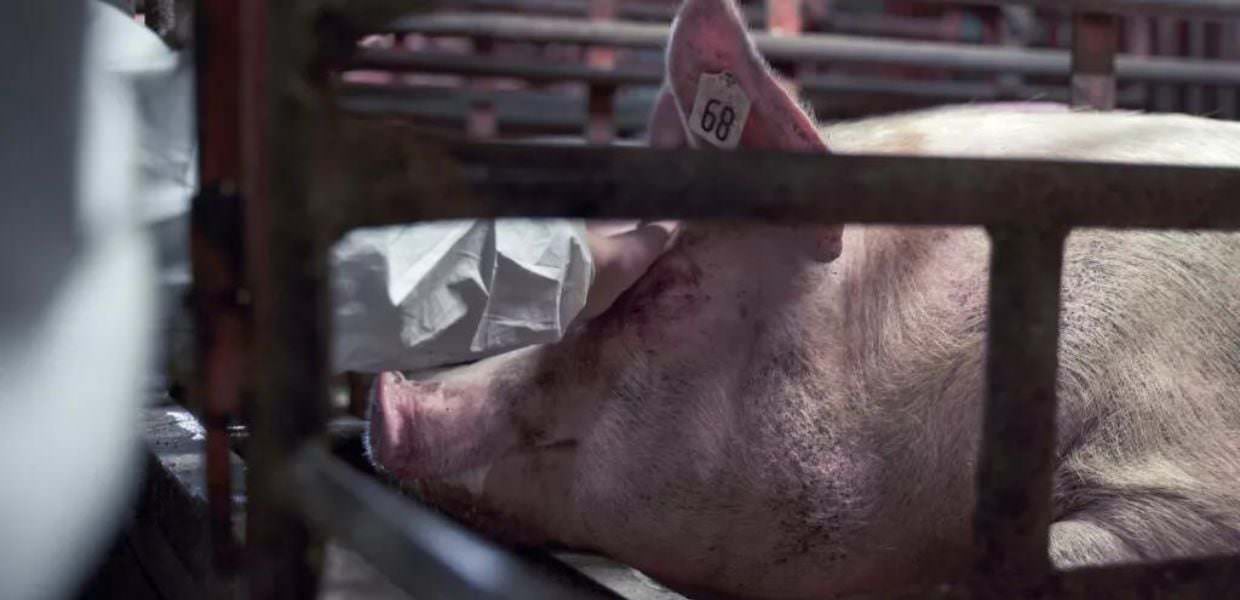Maiali calpestati, mutilati e sgozzati. Ecco l'inchiesta choc di Animal Equality in Germania