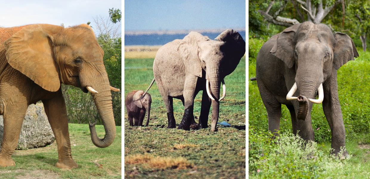 giornata mondiale elefanti