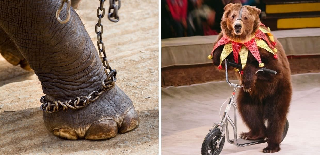 Animali nei circhi d'Italia, il Parlamento rinvia lo stop