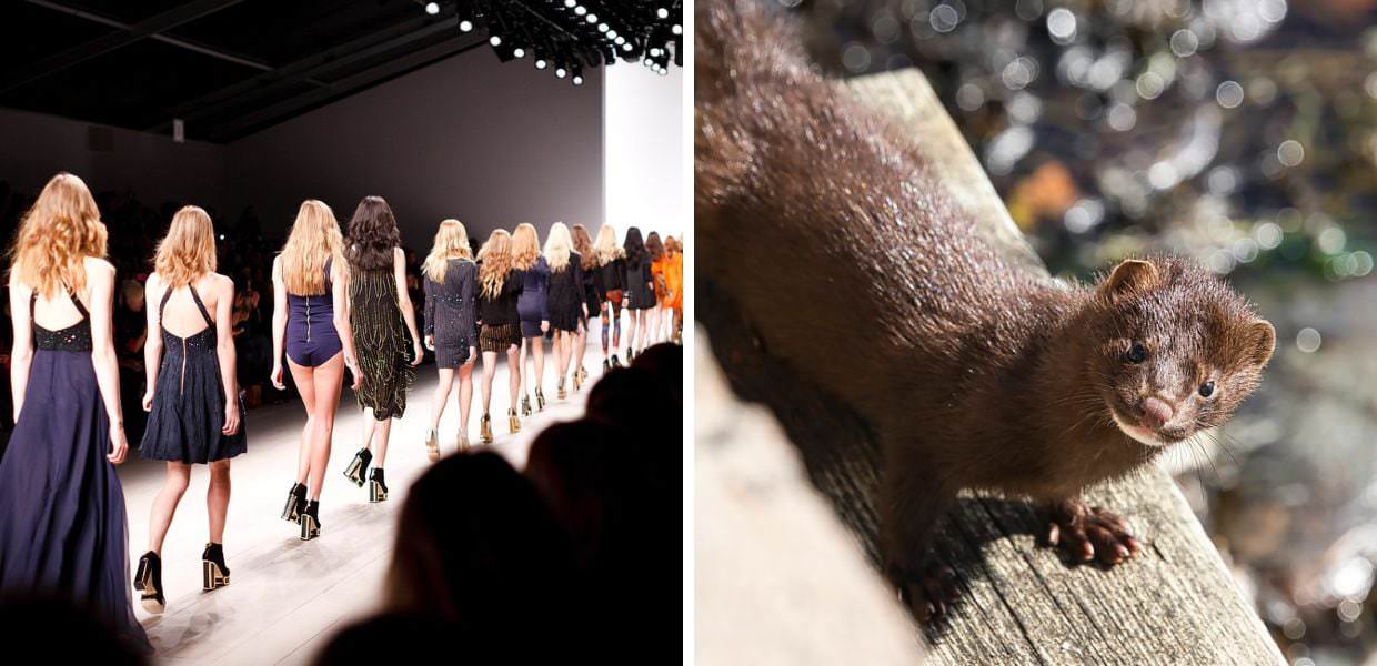 moda benessere animali lav