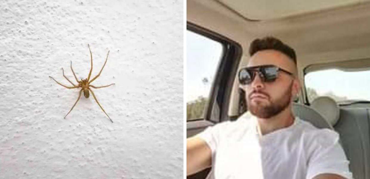 morso ragno violino morto