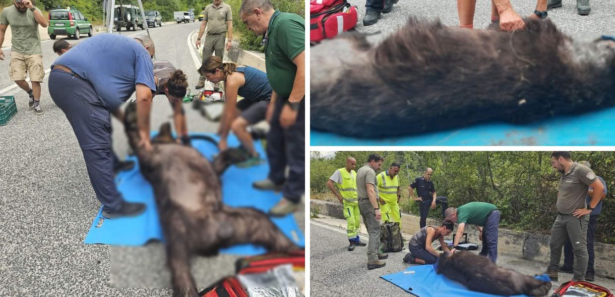 orso bruno marsicano morto investito abruzzo