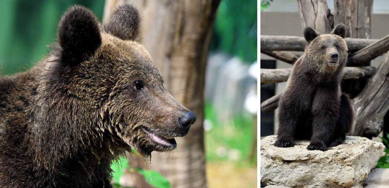 Dall'Italia alla Germania, ecco la storia dell'orso Kuma | VIDEO