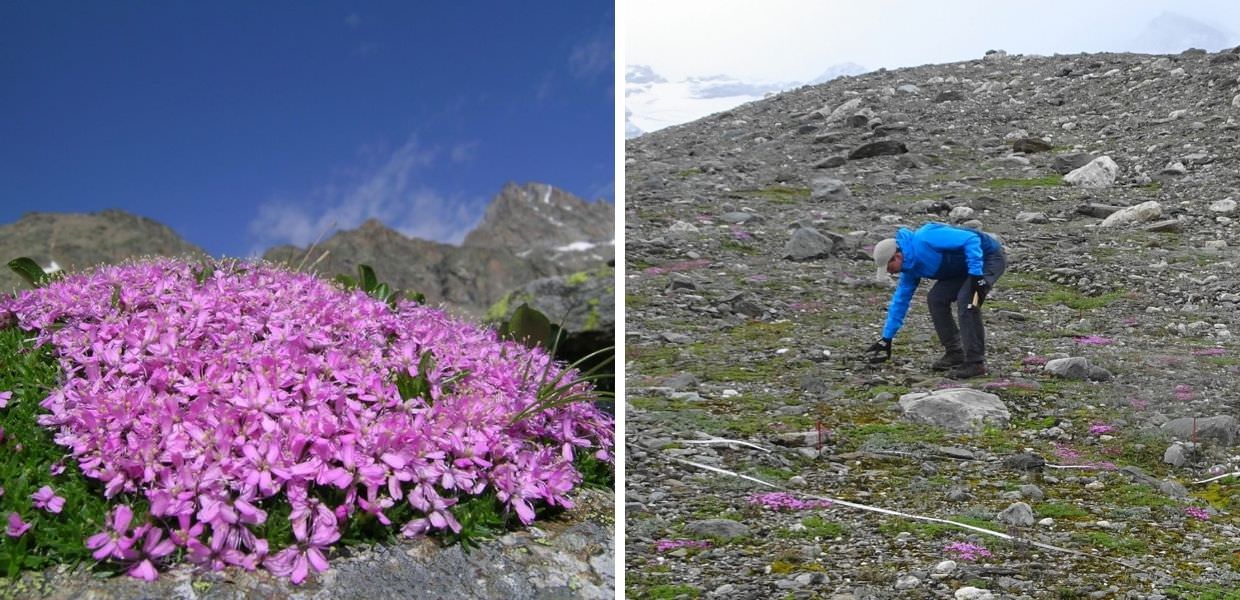 Parco Nazionale Gran Paradiso, le piante colonizzano gli ex ghiacciai