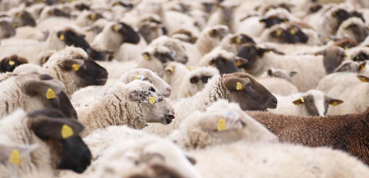 Sardegna, torna l'incubo "lingua blu" a causa del caldo