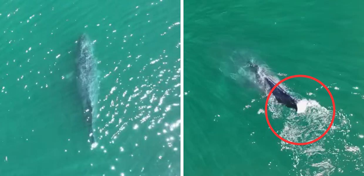 Dramma al largo degli USA, avvistata una megattera senza coda | VIDEO