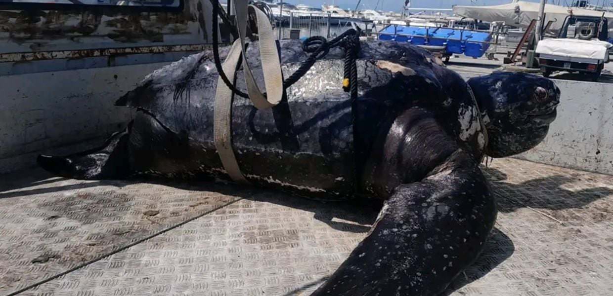 Tartaruga liuto di 300 chili trovata morta in mare a Viareggio