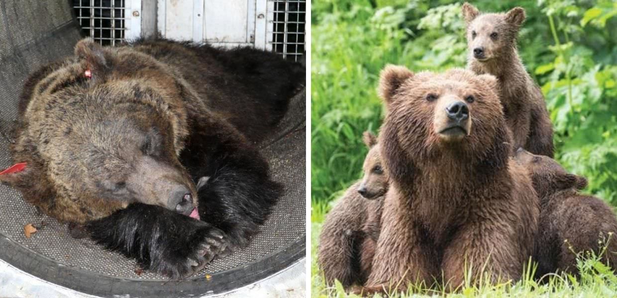 Orsi in Trentino, da JJ4 a KJ1 il fallimento della politica | VIDEO