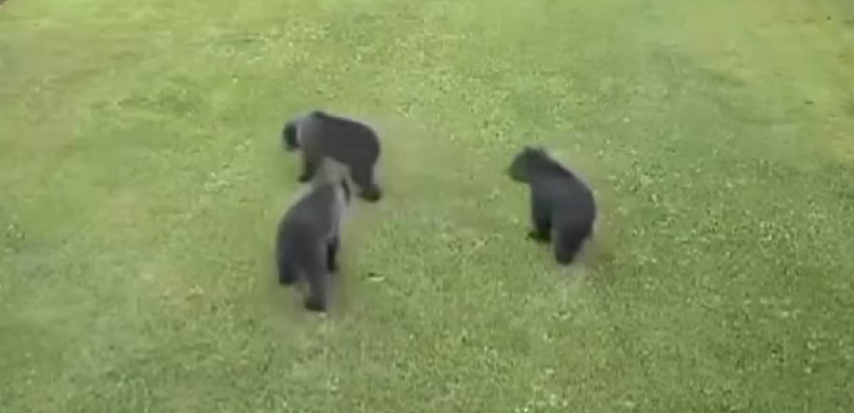 Trentino, arriva la conferma: "I cuccioli dell'orsa KJ1 sono vivi"