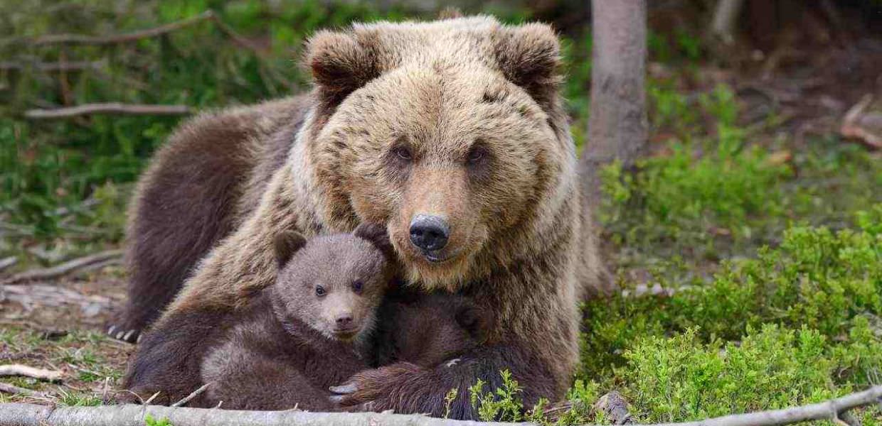 Orsi in Trentino, 64 esemplari uccisi, catturati o scomparsi negli ultimi 23 anni